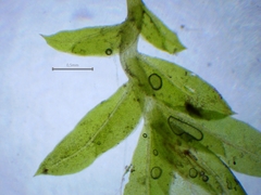 Fissidens viridulus