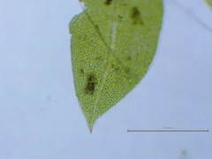 Fissidens viridulus