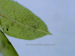 Fissidens viridulus