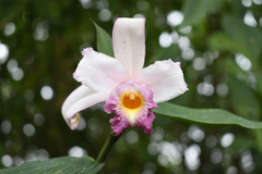 Sobralia ecuadorana