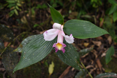 Sobralia ecuadorana