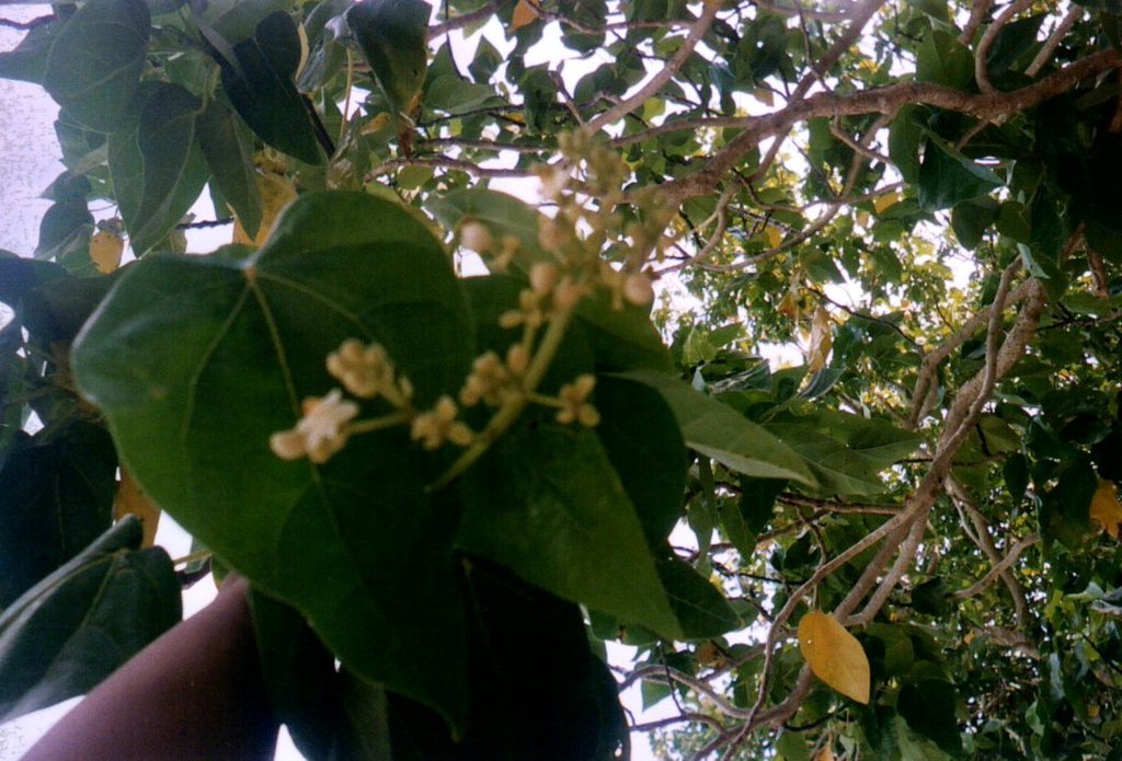 Lantern tree (Hernandia nymphaeifolia)