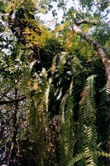 Nephrolepis acutifolia