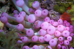 Periclimenes yucatanicus