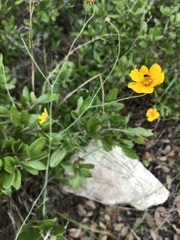 Thelesperma subnudum