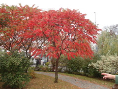 Rhus typhina