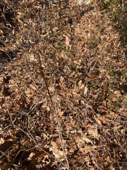 Myrica
