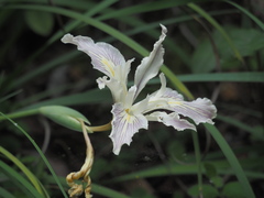 Iris fernaldii