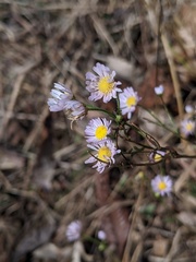 Erigeron allisonii