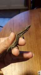 Podarcis muralis