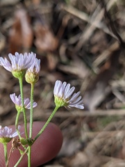 Erigeron allisonii