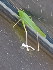 Neoconocephalus triops
