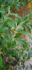 Buddleja sessiliflora