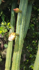 Trichocereus macrogonus