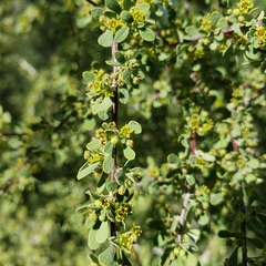 Condalia globosa pubescens