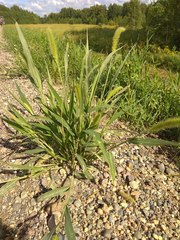 Setaria viridis pycnocoma