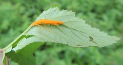 Triphragmium ulmariae