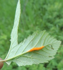 Triphragmium ulmariae