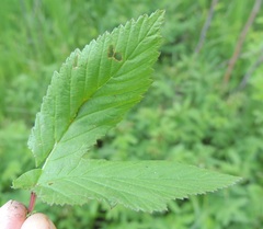 Triphragmium ulmariae