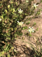 Horkelia cuneata puberula