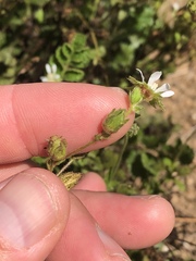 Horkelia cuneata puberula