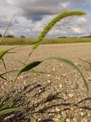 Setaria viridis pycnocoma