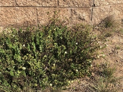 Horkelia cuneata puberula