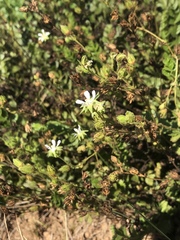 Horkelia cuneata puberula