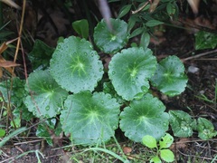 Umbilicus horizontalis