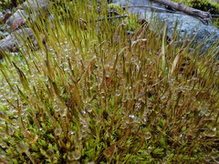 Tortella inclinata