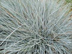 Festuca glauca