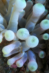 Periclimenes rathbunae