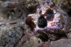 Emblemaria pandionis