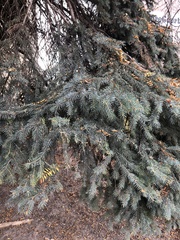 Picea pungens