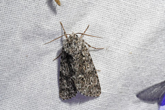 Acronicta impressa