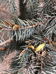 Picea pungens