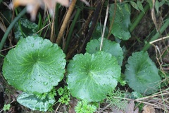 Umbilicus horizontalis