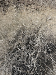 Psorothamnus schottii