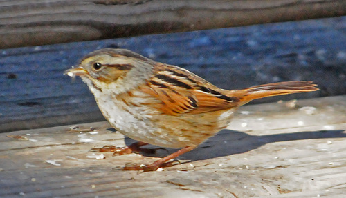 Swamp Sparrow, photo 8 of 9