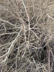 Psorothamnus schottii