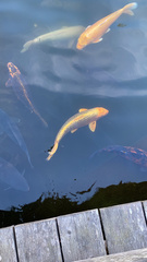 Cyprinus rubrofuscus