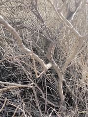 Psorothamnus schottii