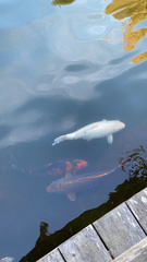 Cyprinus rubrofuscus