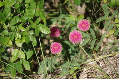 Mimosa nuttallii