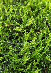 Warnstorfia fluitans