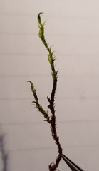 Warnstorfia fluitans