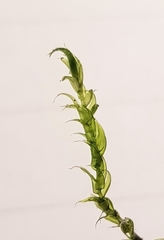 Warnstorfia fluitans