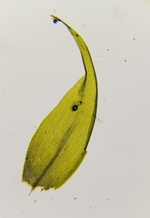 Warnstorfia fluitans