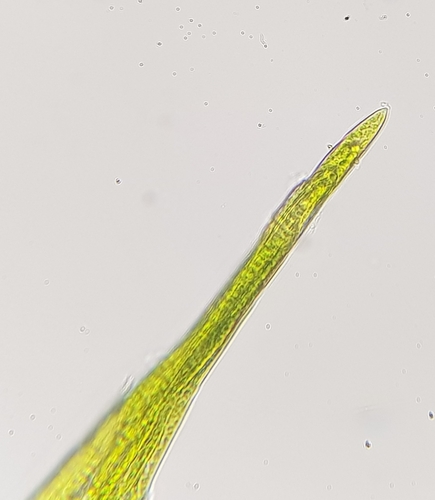 Image of Warnstorfia fluitans by (c) Helen Waterman, some rights reserved (CC BY)
