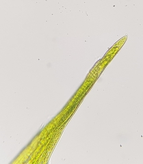 Warnstorfia fluitans